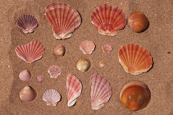 Sea Shell Collection Portugal Beautiful Scallop Other Marine Treasure — Stock Photo, Image