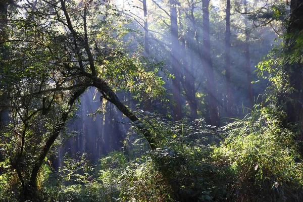 Rayos Del Sol Del Bosque Área Escénica Nacional Alishan Taiwán — Foto de Stock