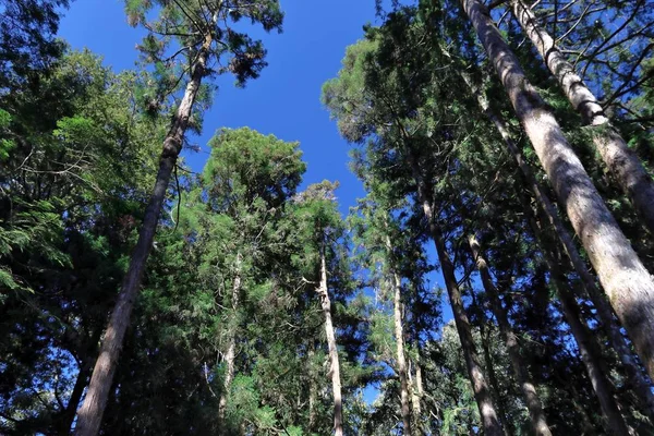 Alishan National Scenic Area Taiwan Belle Forêt Cyprès Cèdres — Photo