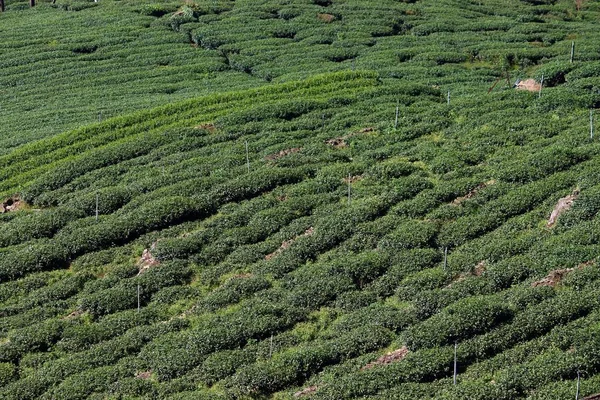 Tea farm in Taiwan. Hillside tea plantations in Shizhuo, Alishan mountains.