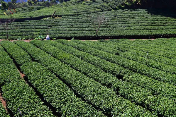 Tea plantation in Taiwan. Hillside tea plantations in Shizhuo, Alishan mountains.