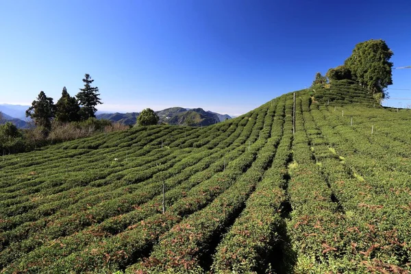 Tea farm in Taiwan. Hillside tea plantations in Shizhuo, Alishan mountains.