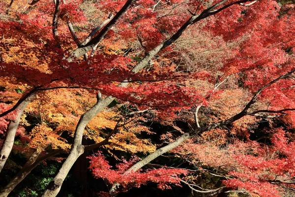 Jesienne Kolory Parku Tokio Koishikawa Korakuen Ogród Jesienne Liście — Zdjęcie stockowe