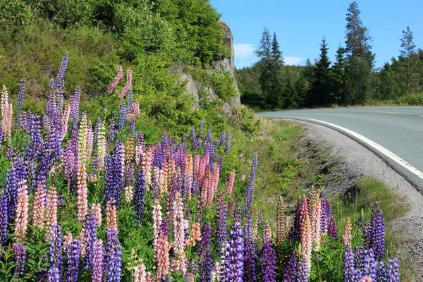 Flores Lupinas Largo Camino Pintoresco Región Noruega Telemark —  Fotos de Stock