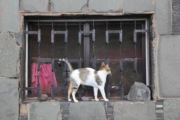 Gato callejero arqueo —  Fotos de Stock