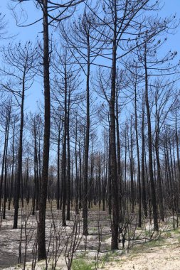 Yakılan orman, Portekiz