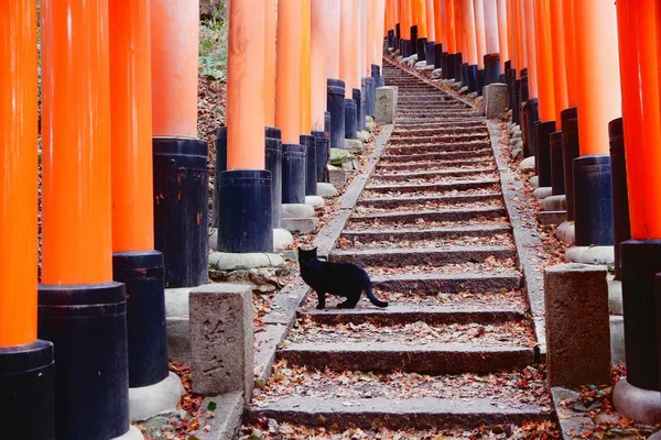 Kyoto - Fushimi Inari — Stockfoto