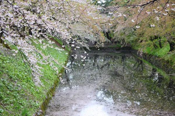 Hirosaki, Japan - cherry blossoms — Stock Photo, Image