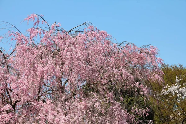 Sakura Içinde Ueno Park — Stok fotoğraf