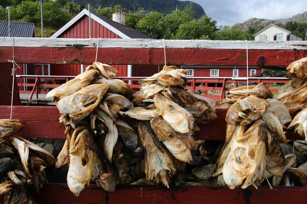 Noruega bacalhau seco — Fotografia de Stock