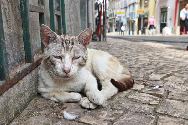 Lisbon stray cat — Stock Photo, Image