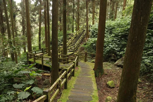 Sendero forestal de Alishan — Foto de Stock