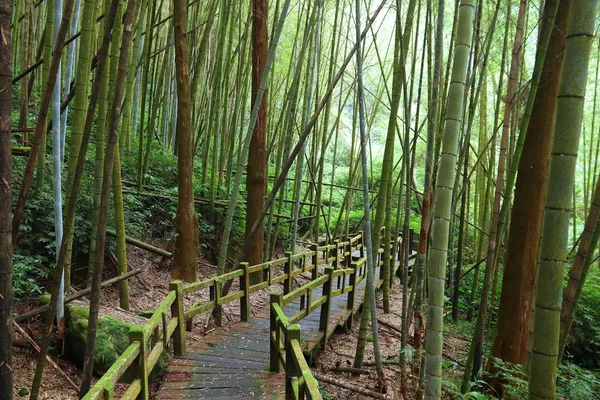 Bamboo forest trail — Stock Photo, Image