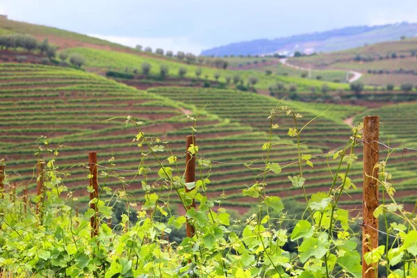 Wijnstok in Portugal — Stockfoto