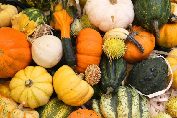 Squash varieties — Stock Photo, Image