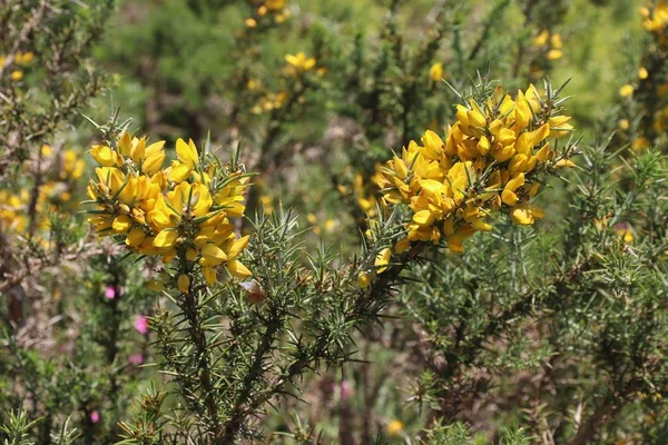 Gorse plant