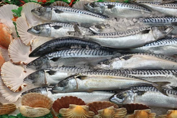 UK fish market