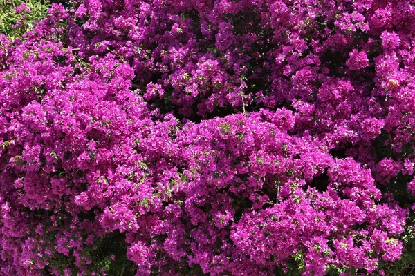 ブーゲンビリアの咲く — ストック写真