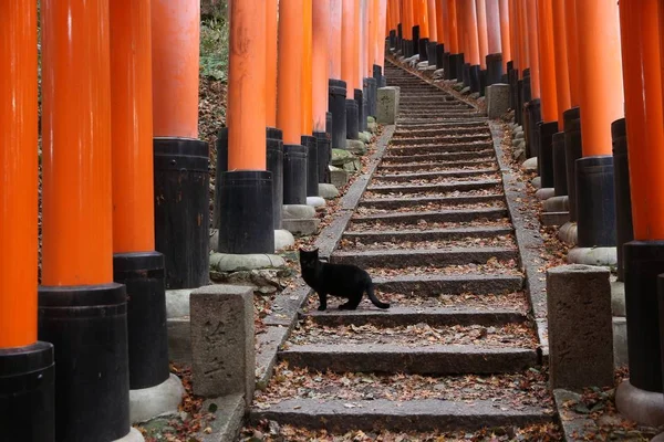 Svart katt i Japan — Stockfoto