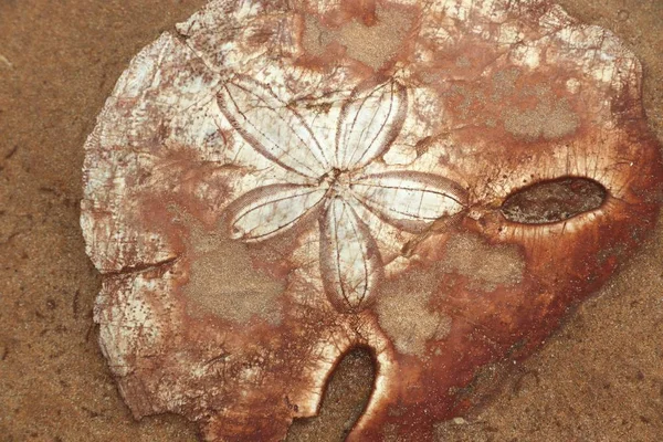 Seeigel-Fossil — Stockfoto