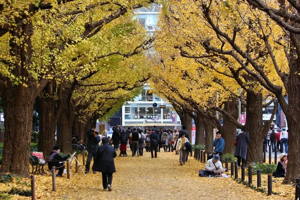 Japão folhas de outono — Fotografia de Stock