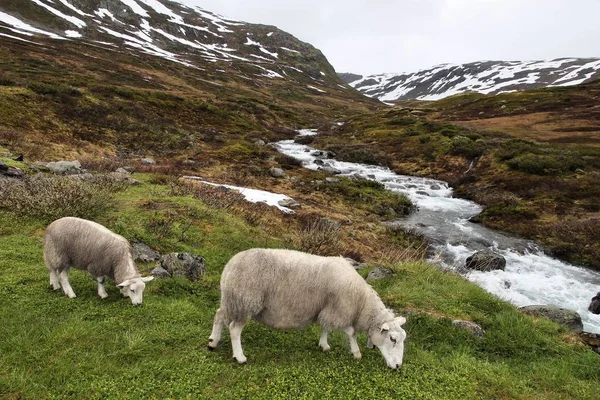 Πρόβατα στη Νορβηγία — Φωτογραφία Αρχείου