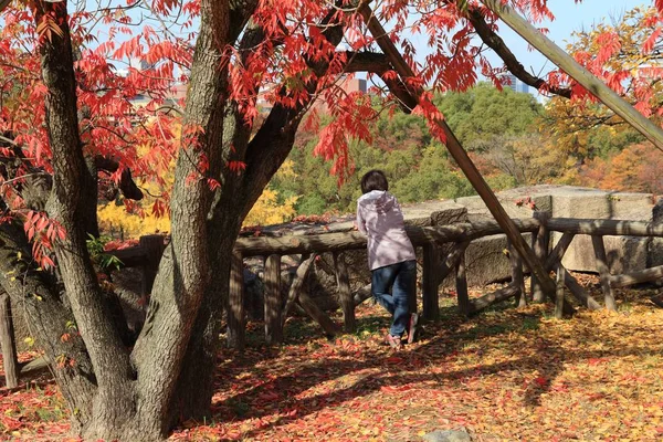 Japan autumn — Stock Photo, Image