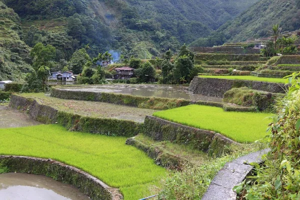 Campos de arroz Filipinas — Fotografia de Stock