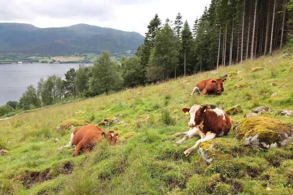 Noruega gado — Fotografia de Stock