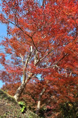 Japonya sonbahar yaprakları