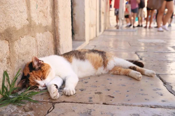 Dubrovnik Stradun gato —  Fotos de Stock