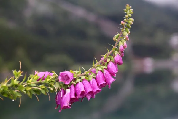 Foxglove flower — Stock Photo, Image