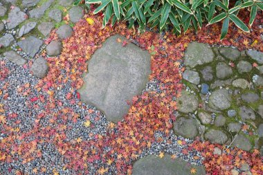 Japonya sonbahar yaprakları