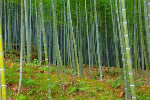 Japon doku — Stok fotoğraf