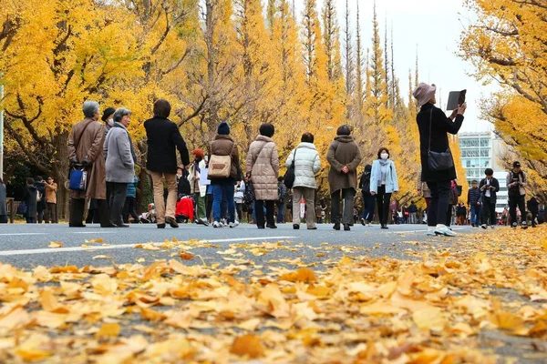 Токийская осенняя листва — стоковое фото