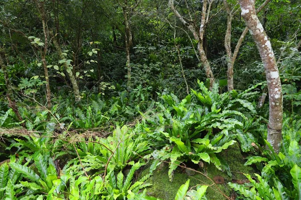 Bosque verde Taiwán — Foto de Stock