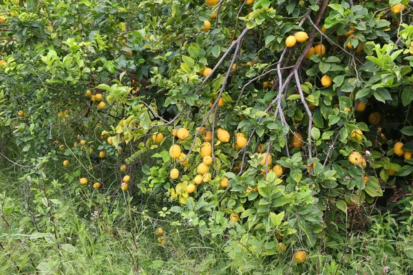 Exploração abandonada de limão — Fotografia de Stock