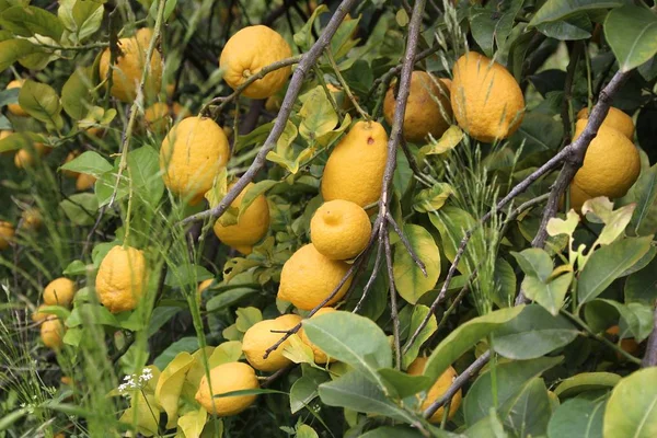 Wild citroníku — Stock fotografie