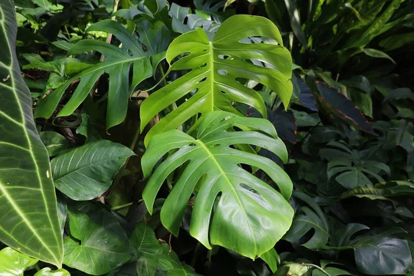 热带植物 — 图库照片