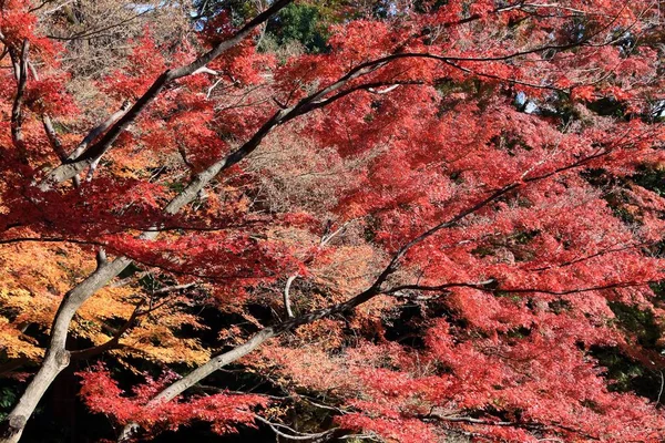 Arce rojo de otoño —  Fotos de Stock