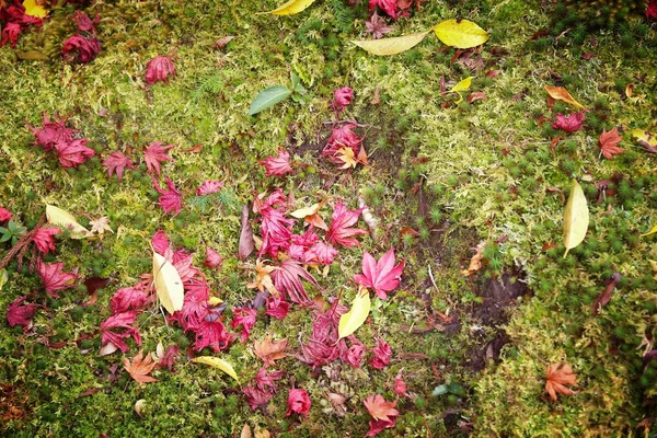 Japón fondo otoño — Foto de Stock