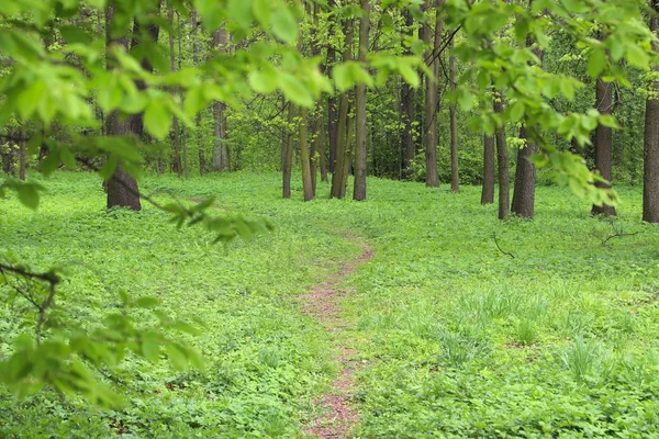 Green forest — Stock Photo, Image