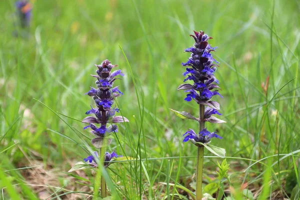 Flora in Poland — Stock Photo, Image