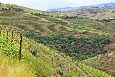 Portekiz Douro vadisi