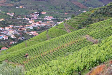 Portekiz Douro üzüm bağları