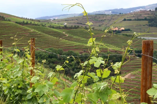 Portogallo regione vinicola — Foto Stock