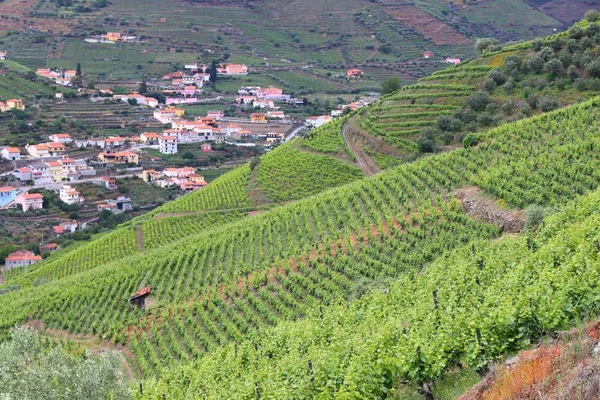 Πορτογαλία-αμπελώνες Douro — Φωτογραφία Αρχείου