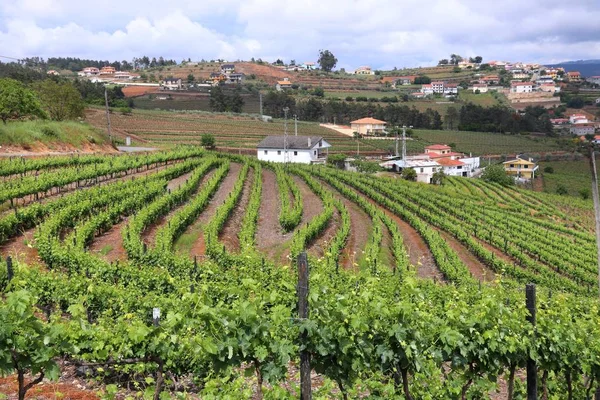 Wijngaard in portugal — Stockfoto