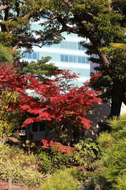 Tokyo'nun sonbahar renkleri