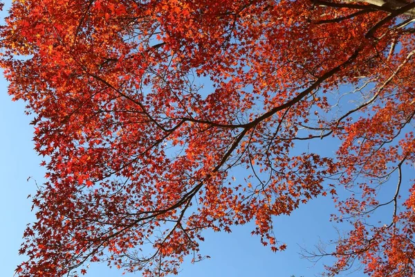 Follaje de otoño japonés — Foto de Stock